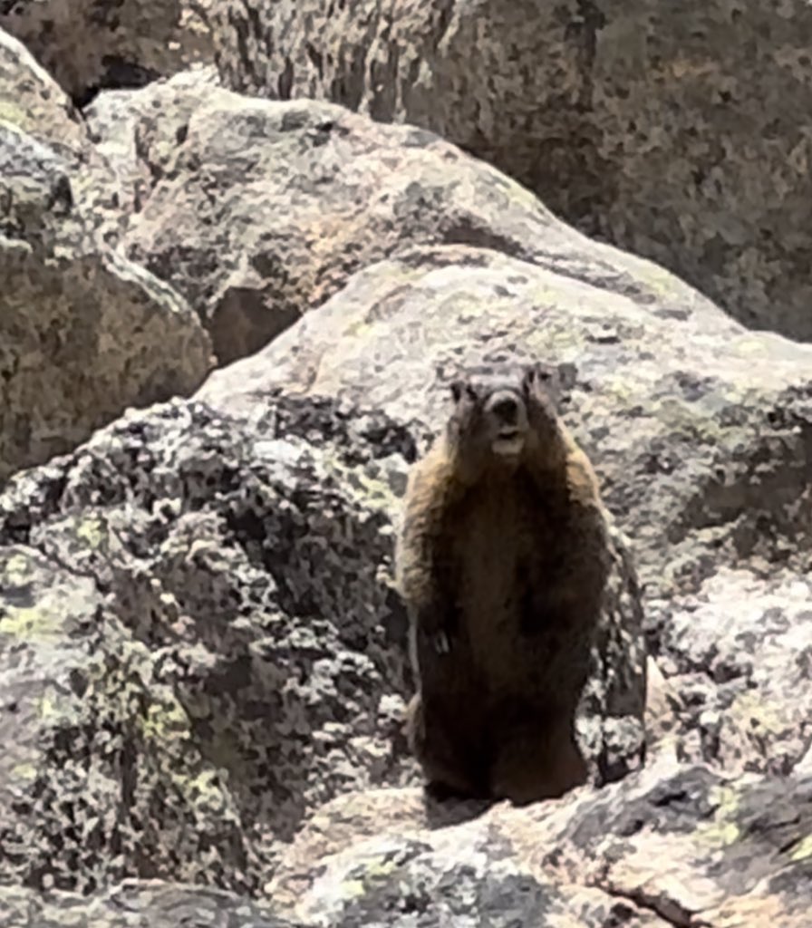 BrisaPenaUCD's tweet photo. My favorite hiking trail in CO, with awesome views, an alpine lake, no people, cooler temperatures and marmots 🤍🤍🤍
#exploreCO #naturelover #dogmom https://t.co/Zmfd9cPBD0