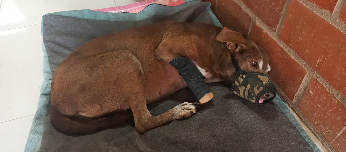 FndDamascol's tweet photo. #Urgente #Comparte #Chocolatta es una perrita discapacitada q llegó a @FndDamascol en 2020. Está tarde tuvo un accidente en dónde se tropezó y se fracturó su manito corriendo y necesita atención URGENTE quién quiera apadrinarla o ayudar escríbanos por favor! https://t.co/AlovOKao3U