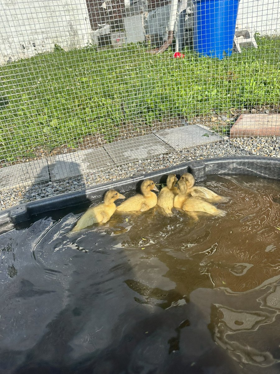 tatianaajordann's tweet photo. Hope you all consent to a #duckpic! Enjoying a little swim outside! https://t.co/8N530cNGh9