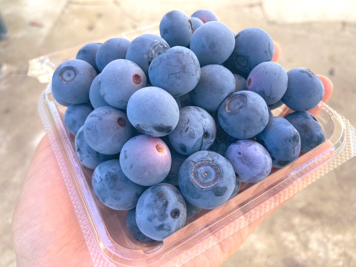 そういえば昨日予定にはなかったけど、
急遽始まったブルーベリー狩り🫐
目がよくなってますように👀笑