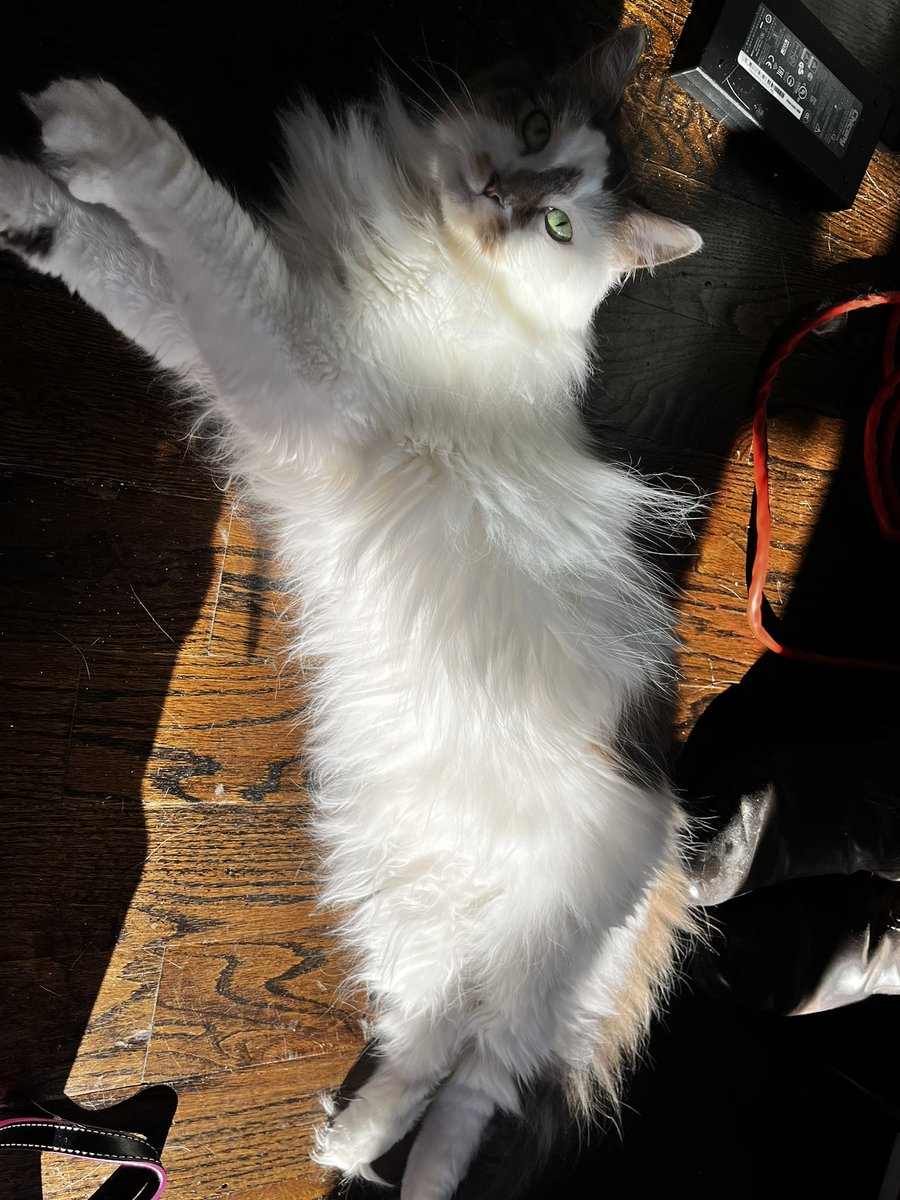 HalThoughts's tweet image. May I offer you some Hal and Pom spam in these trying times?