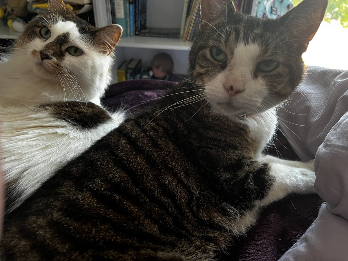 HalThoughts's tweet image. May I offer you some Hal and Pom spam in these trying times?