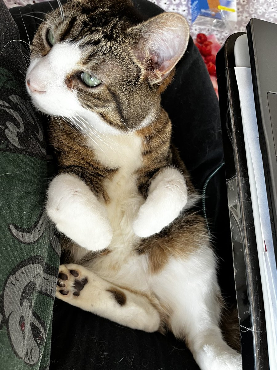 HalThoughts's tweet image. May I offer you some Hal and Pom spam in these trying times?