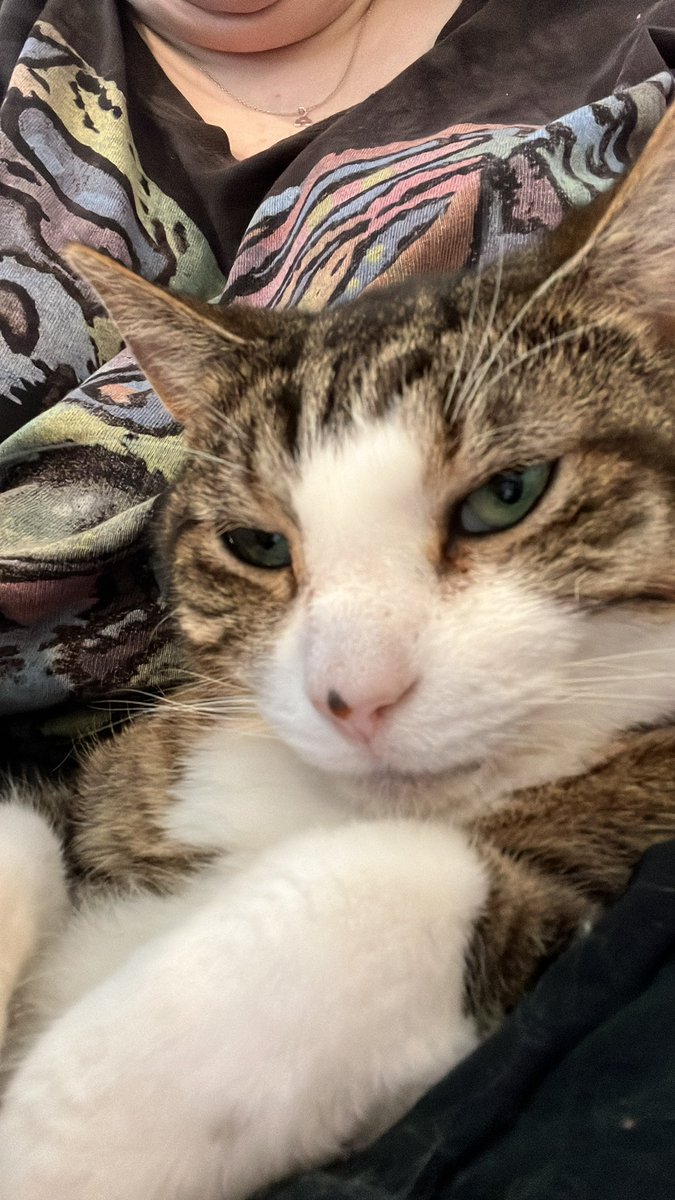 HalThoughts's tweet image. May I offer you some Hal and Pom spam in these trying times?