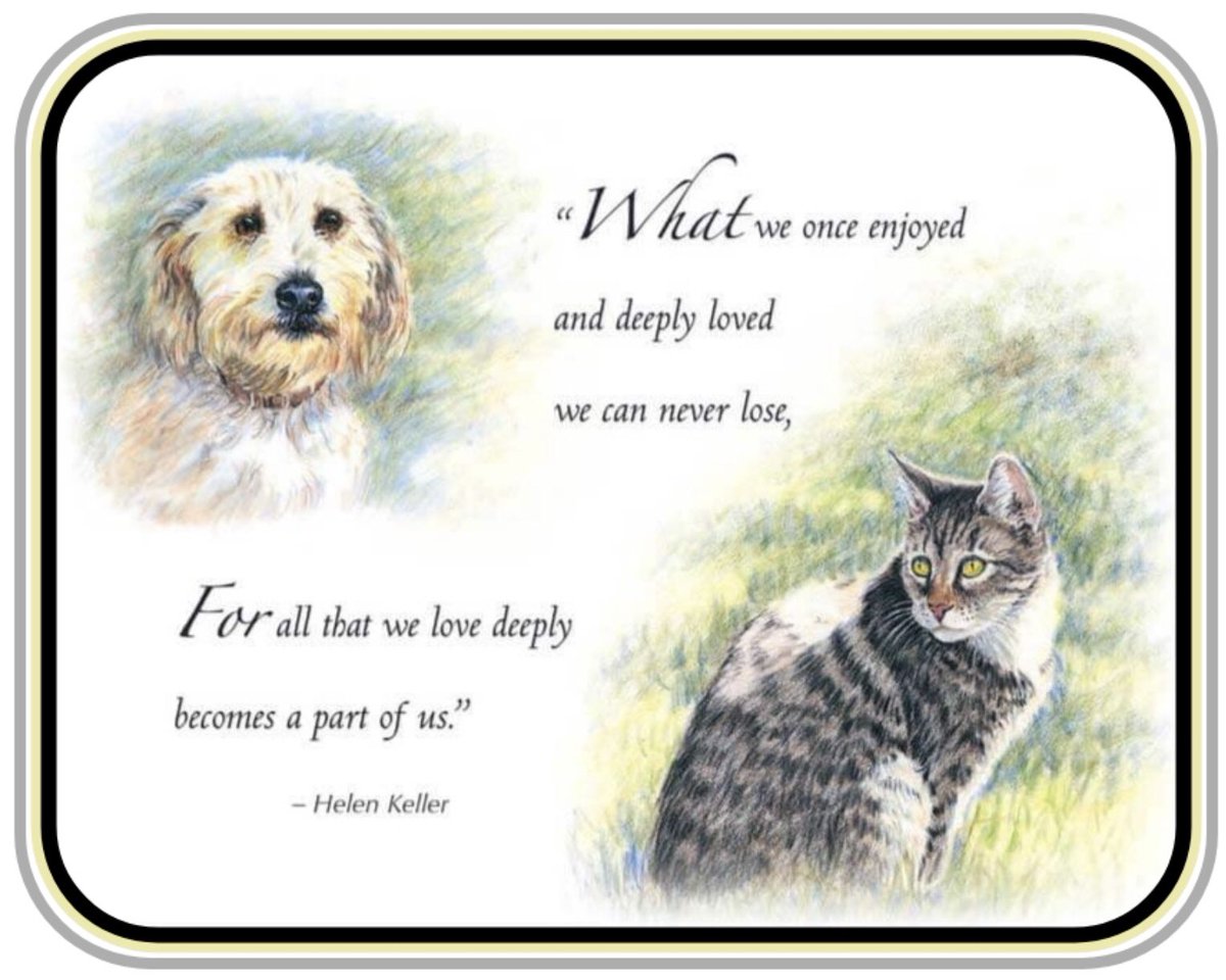 ElfinIrish's tweet photo. @peachandcats @Staffieluv https://t.co/f8PLBmN8dH
