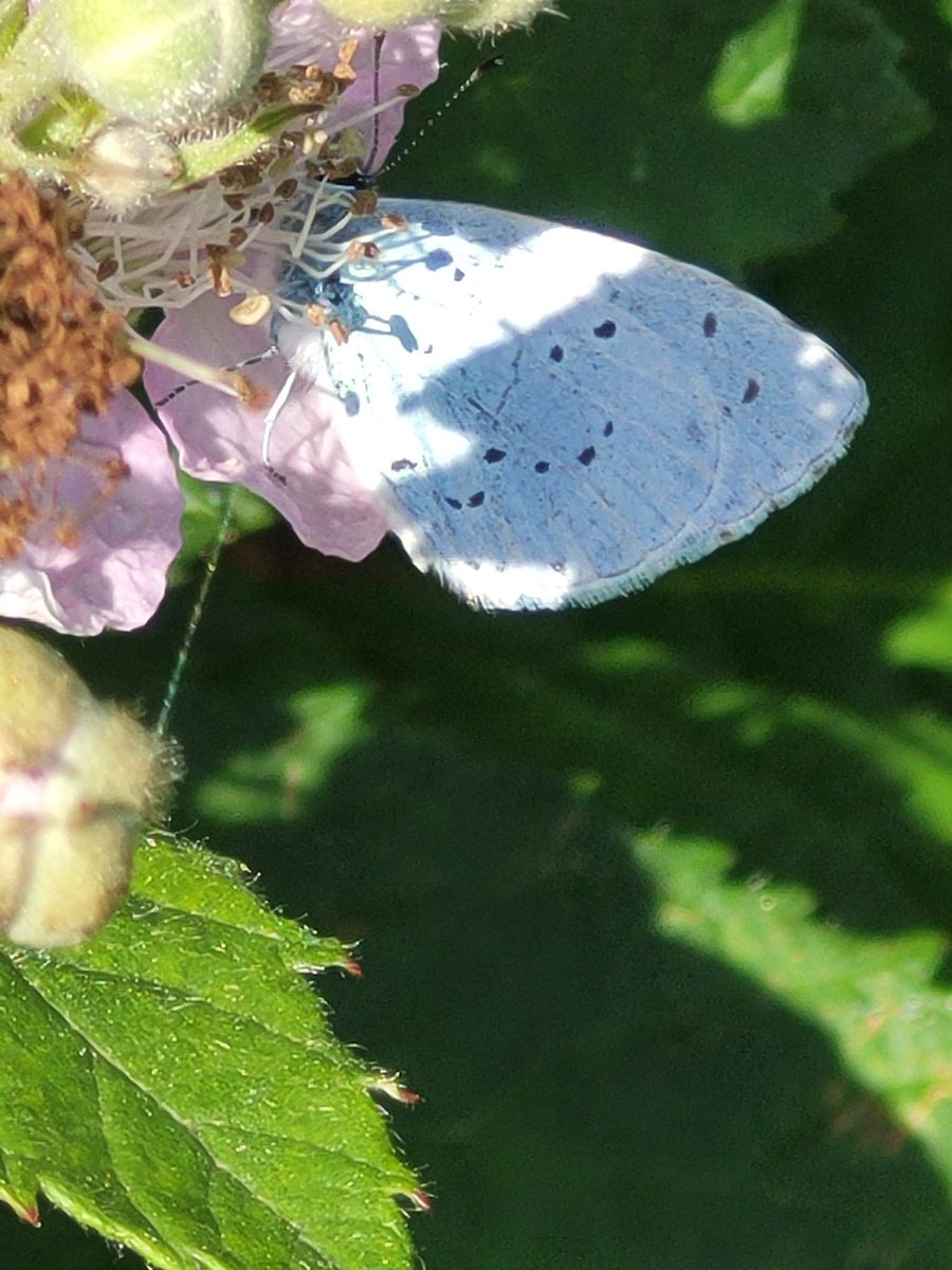 eric_rietveld's tweet photo. 3 Holly blue males (this the same one) at a local garage in Ayr, competing over a tiny patch of ivy. #BigButterflyCount #wildlife https://t.co/6GTALk5qXM