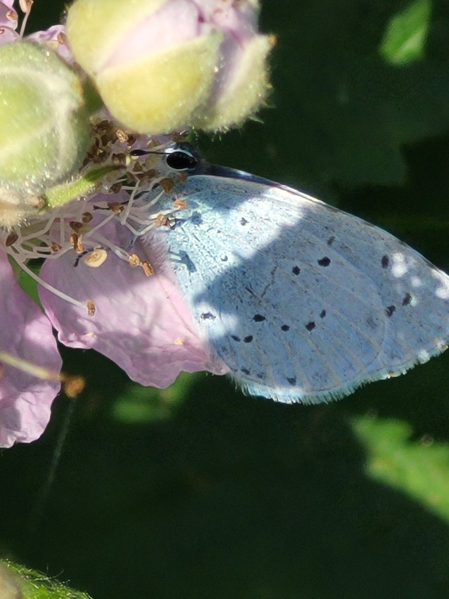 eric_rietveld's tweet photo. 3 Holly blue males (this the same one) at a local garage in Ayr, competing over a tiny patch of ivy. #BigButterflyCount #wildlife https://t.co/6GTALk5qXM