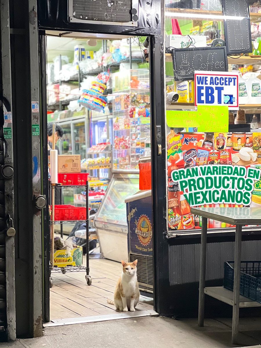 Bodega Cats (@bodegacats_) on Twitter photo 