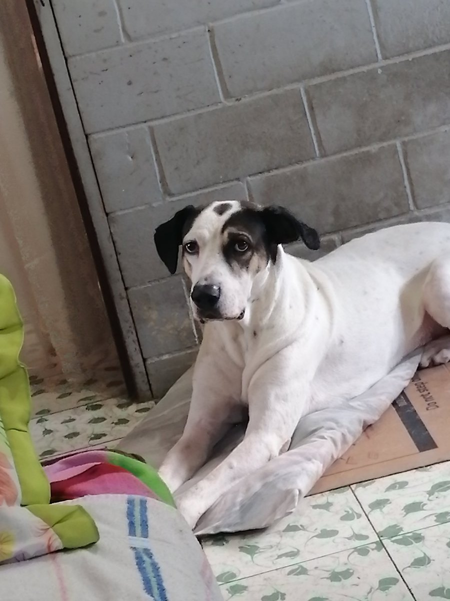 danivan26's tweet photo. El mero Duque 🦴🦴🦴 https://t.co/dql5SQHpk1