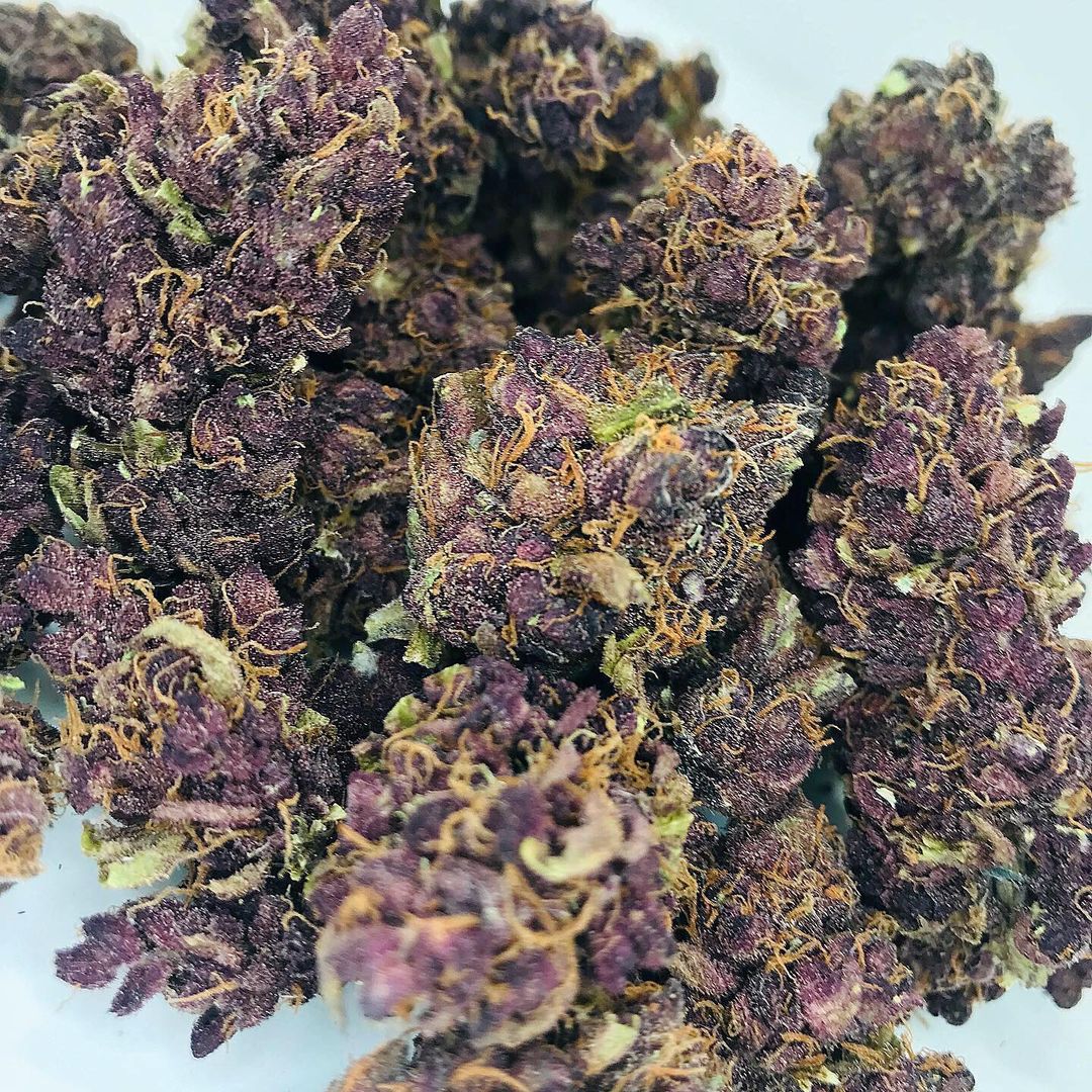 BUCK EYE PURPLE| thc:10.5%| Created by breeding Granddaddy Purp with Gorilla Grape, this cross produces pink & purple colas that reek of sweet floral terpenes. Buckeye Purple is known for its deep relaxation & leaden couchlock and reasonable flowering time.