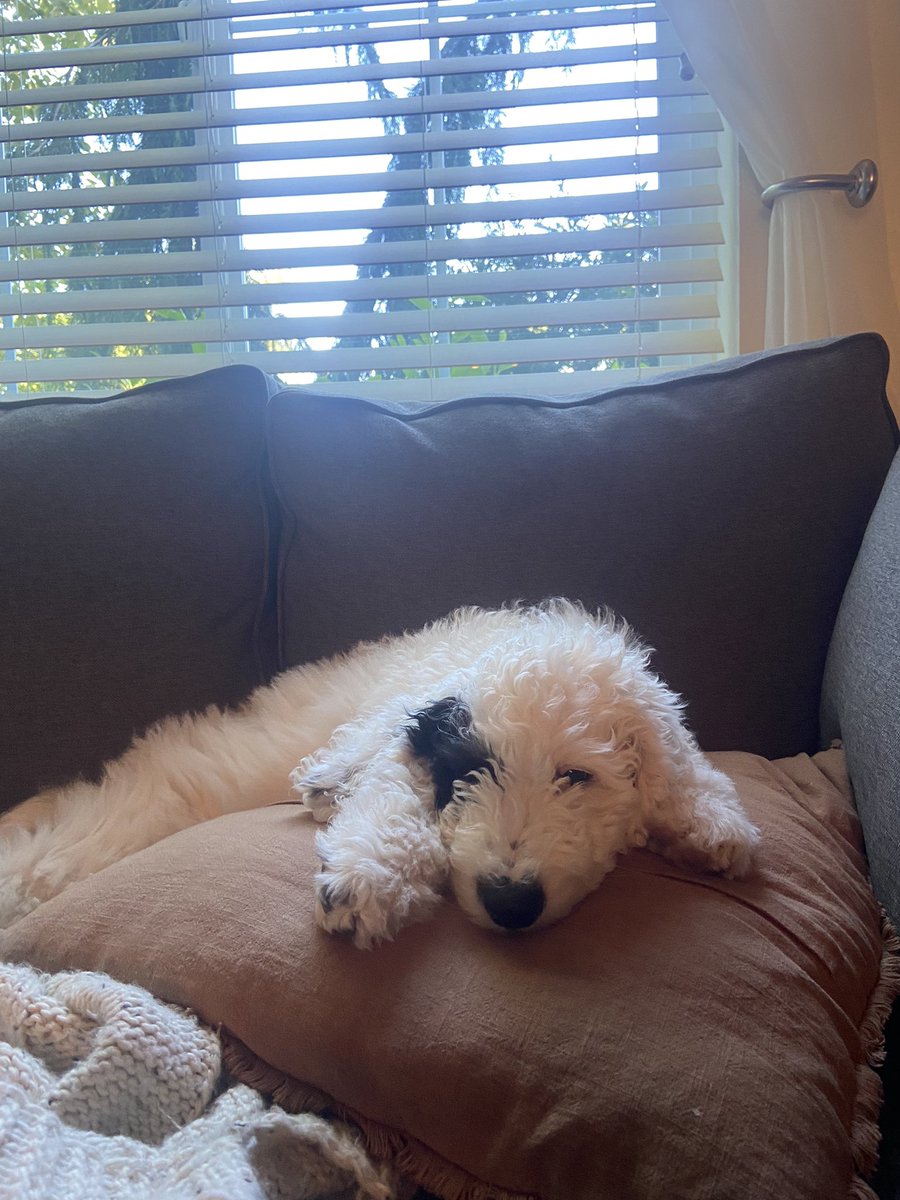 sashamroethe's tweet photo. @AlaneAdamsBooks Beating the heat by staying inside with my new puppy! 💕 I’m very close to having my list cleared! Have so essentials I still need to cover though :) https://t.co/VW7XB8qmoD https://t.co/hWzTh78MPU