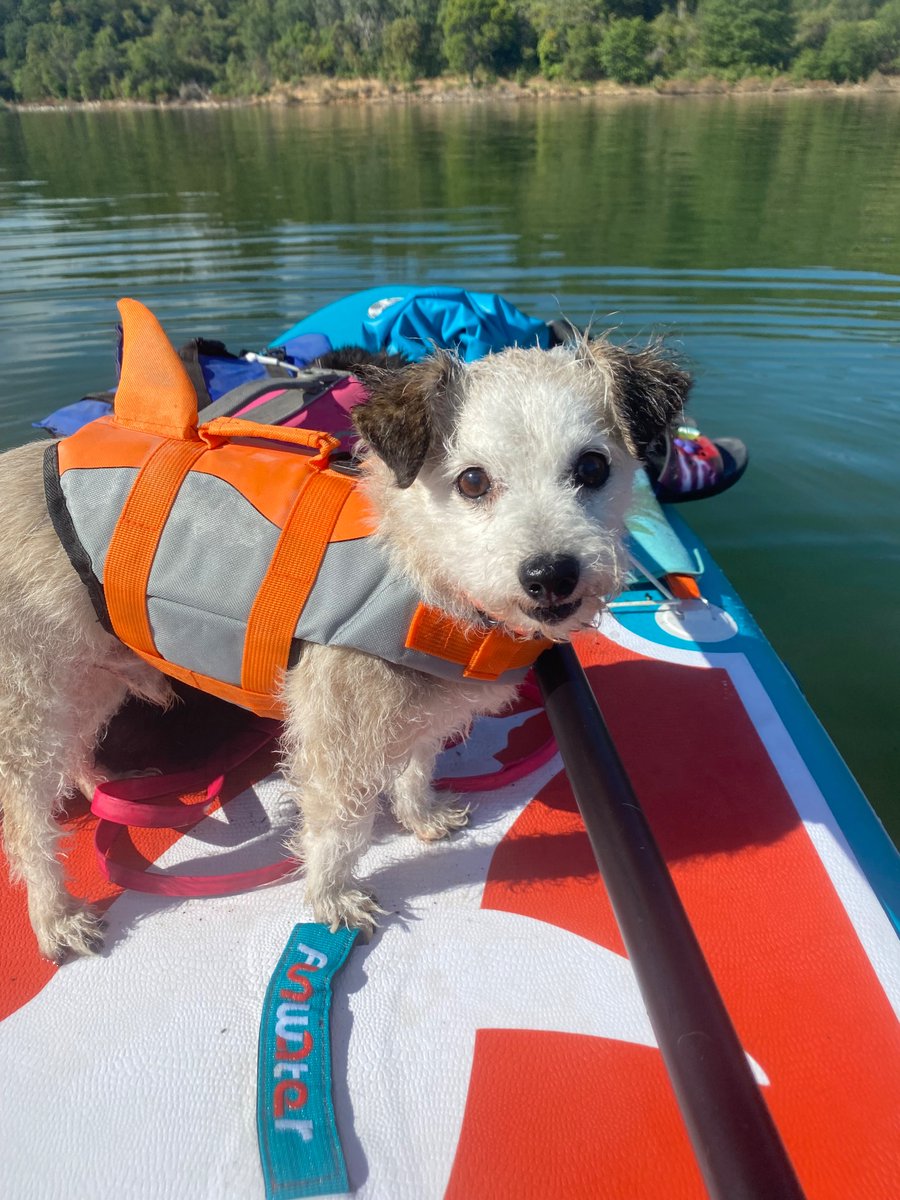 StephM4Real's tweet photo. Puppy paddle at the lake today. 🐕‍🦺🦮🐾🏖️🏄🏼‍♀️☀️💜 https://t.co/8tfGdgp1eh