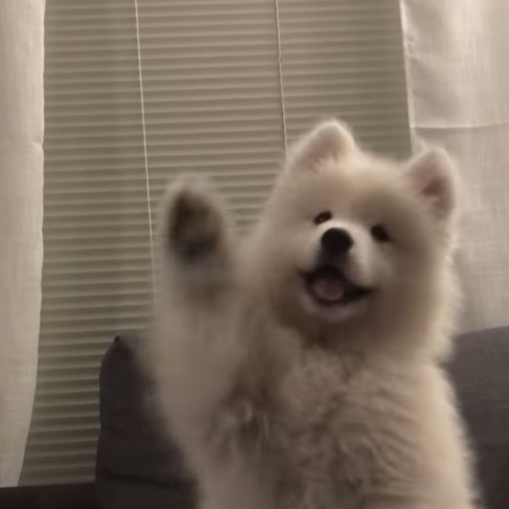 butter_yoH's tweet photo. 고양이 귀를 만들어 줬는데 
구냥 귀가 쫑긋 선 강아지임 https://t.co/cOBSd3Pvx7