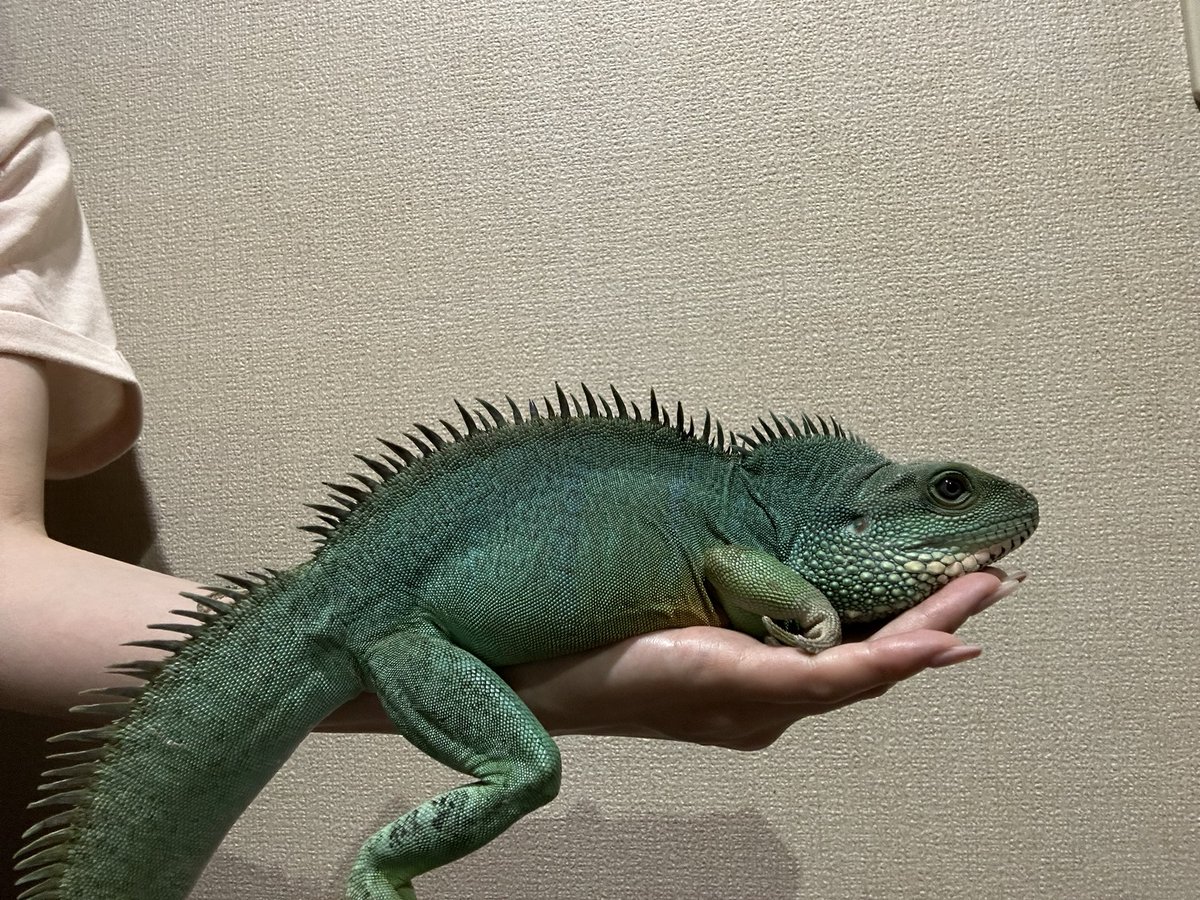 mochi____maru's tweet photo. お久しぶりです🦎
毎日愛でたり写真撮ったりしてるんですけどツイートするのが億劫になって低浮上です。。
毎日暑いけど、もちくんまるちゃん、むにちゃんちびちゃんみんな元気です🌞🪸
みんなお腹ぱんぱん🦗

#インドシナウォータードラゴン https://t.co/dEoJWsqvcN