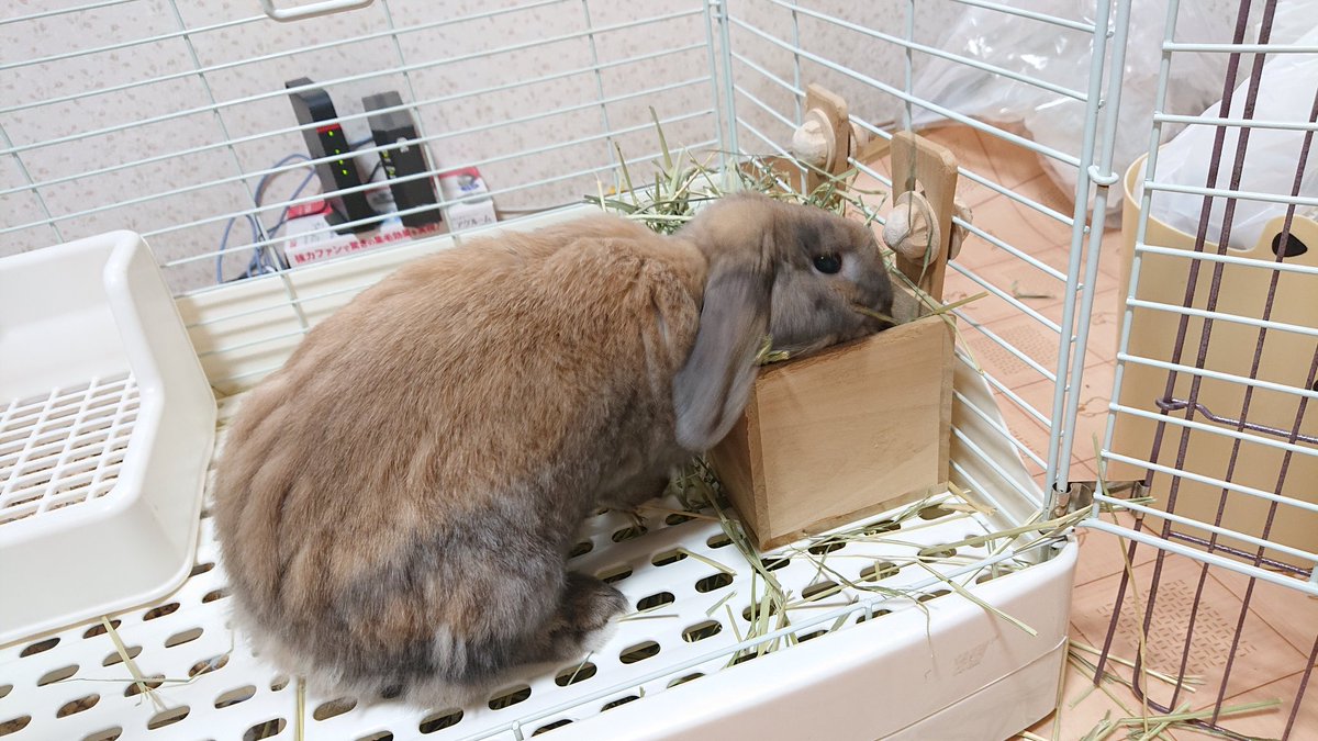 CS_0704's tweet photo. 久��のチョコさん🐰変わらず元気いっぱい🍀✨
土曜日から三連休の休みで、一緒に実家に帰省中🐰本日最終日。。。
家に居る時より落ち着いてるなぁ🤣
父が来ると、オヤツのおじしゃん来た！オヤツちょーだい！ってやってるのめっさ可愛い🥺🐰
 #うさぎのいる生活  #うさぎ  #ホーランドロップ https://t.co/YhQTuvj8Ze
