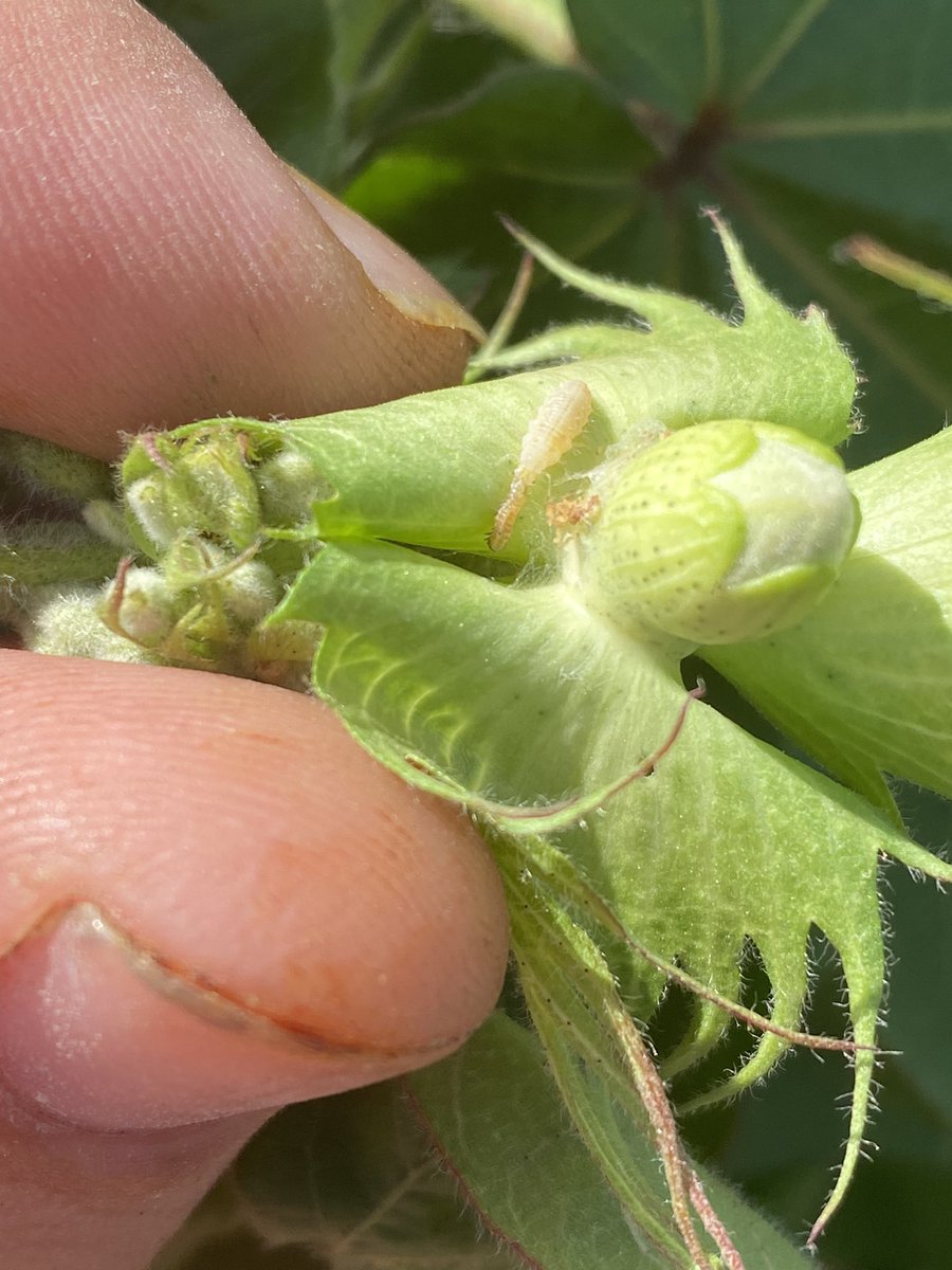 It’s always cool to witness biological control in action. #entomology #IPM #cotton #Txagriculture #centralTX