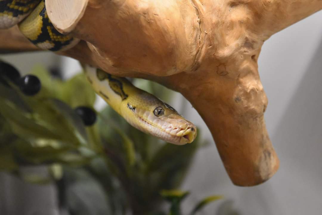 Sketch_and_Scale on Twitter: