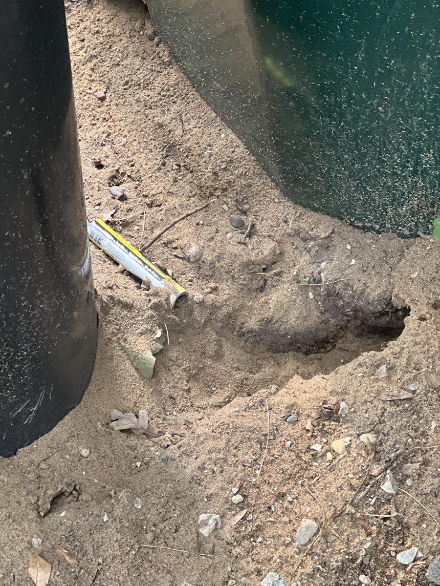 MarchandMolly's tweet photo. #Caddyshack - we have chipmunks in our back area. The rodent smoke bomb was placed down the hole. And the gift was rejected. https://t.co/w7cHCiTrOB