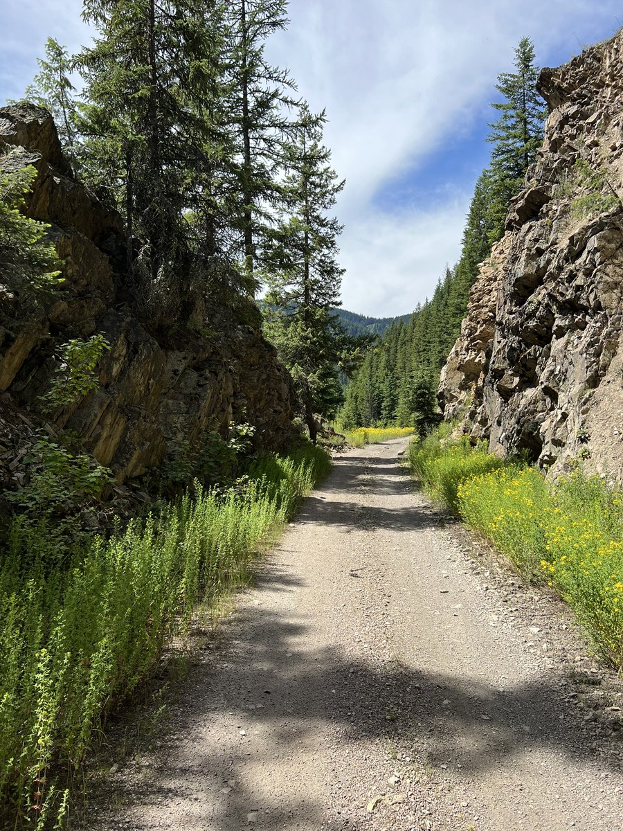 kaeloni_neville's tweet photo. All the pretty long run views! Happy Sunday Runday!
#sundayrunday #sundaylongrunday #longrunveivs #railroadgrade #runhappyteam #runnergirl https://t.co/jIJkqeAvFo