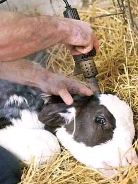 Pleasure doesn't justify violence. #AnimalRights #GoVegan