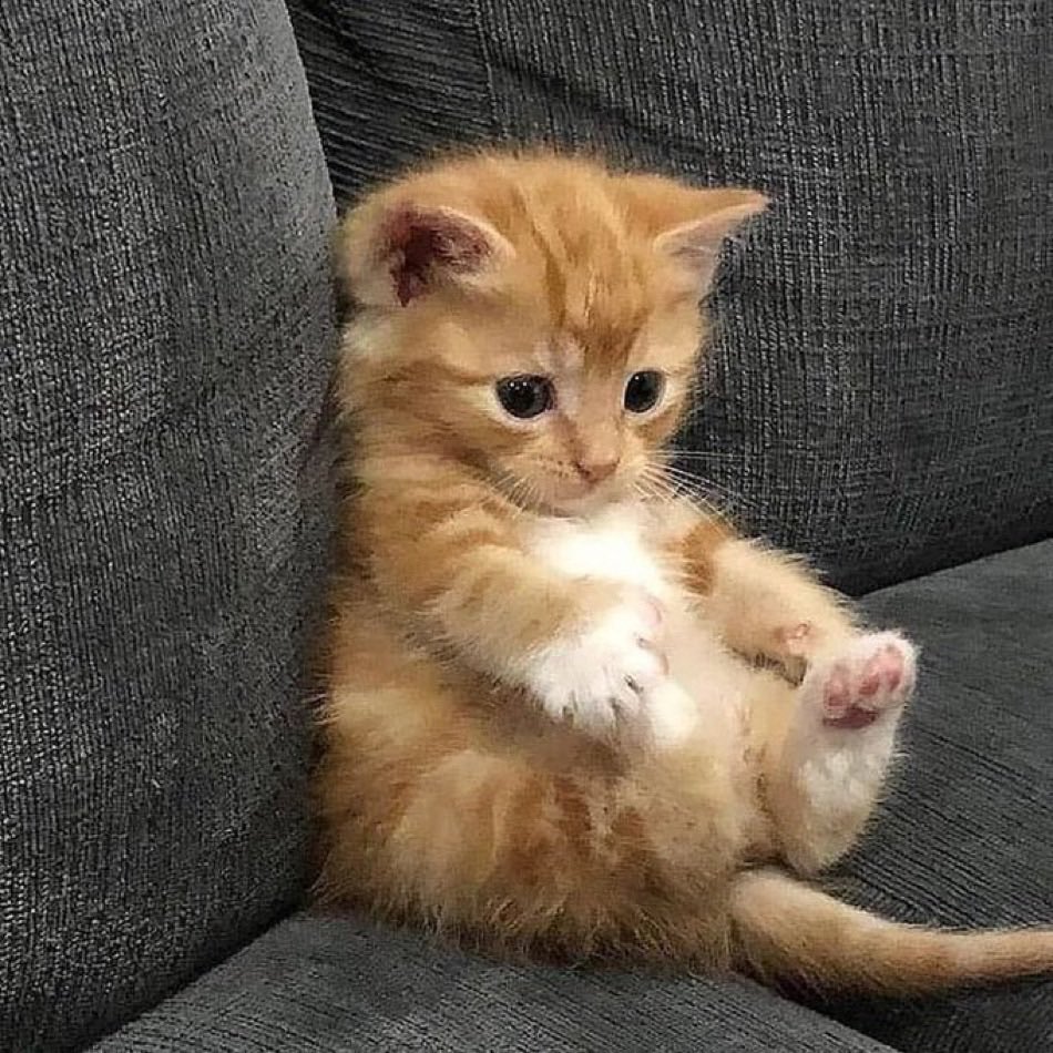 petsyouluv's tweet photo. It’s Monday :( #cats #KittensOfTwitter #cute https://t.co/5wlrtZ9I5C