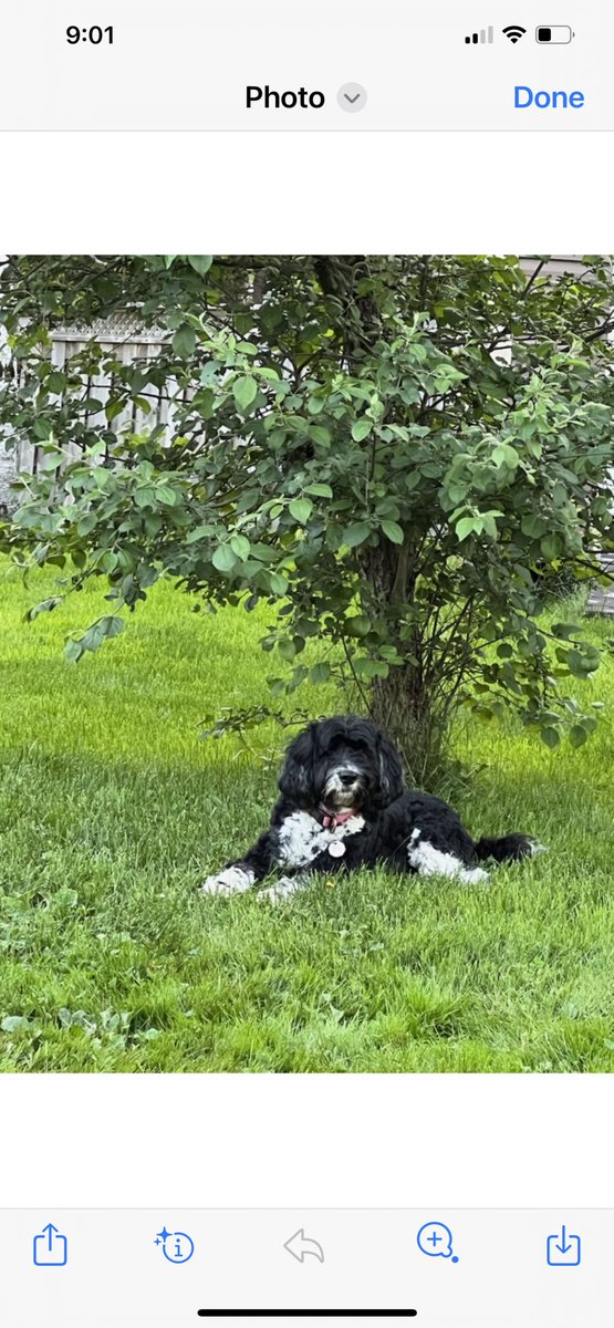 Hot evening in Gander! Shade under the Apple tree is just fine for Molly!