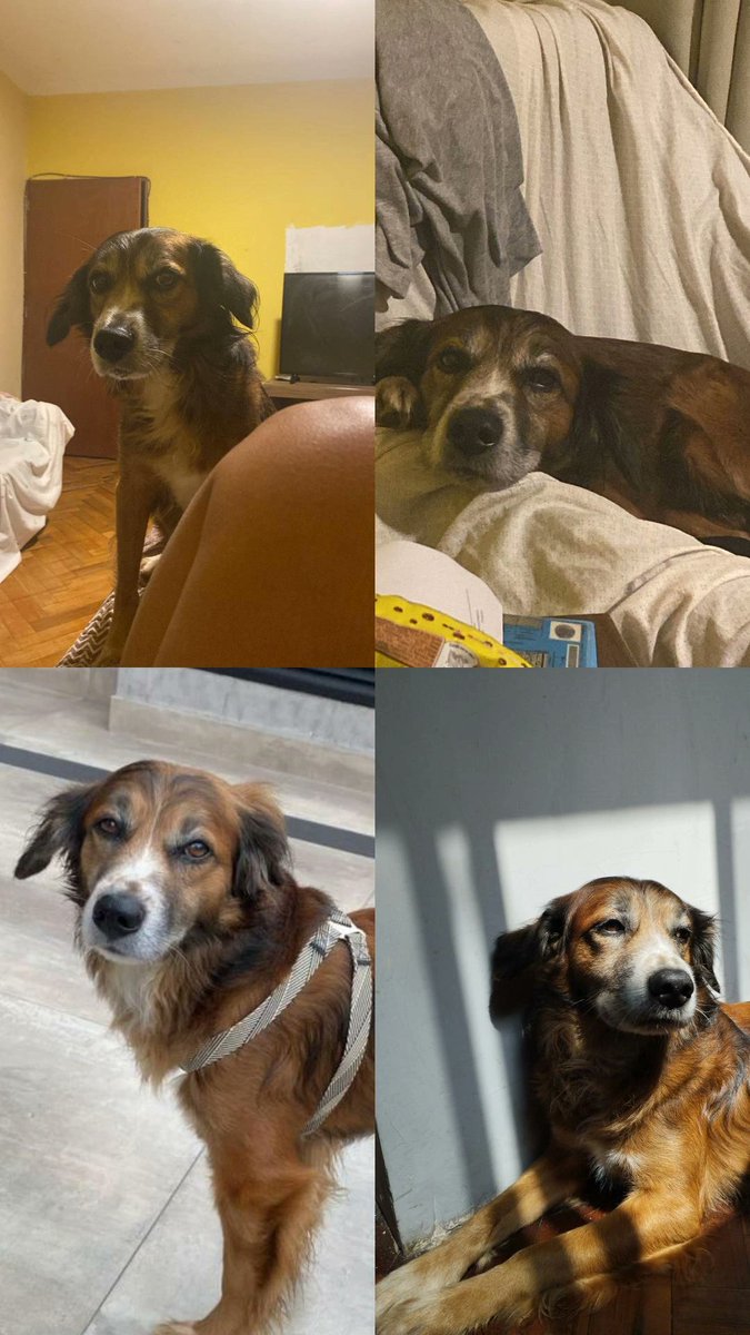 Cin_marissara's tweet photo. Hola! Les pido que por favor me ayuden compartiendo, mi perro Sumak, el día de hoy salió de mi casa en Jesús María por un descuido y hasta el momento no podemos encontrarlo.  #jesusmaria https://t.co/5NNGr15oMv