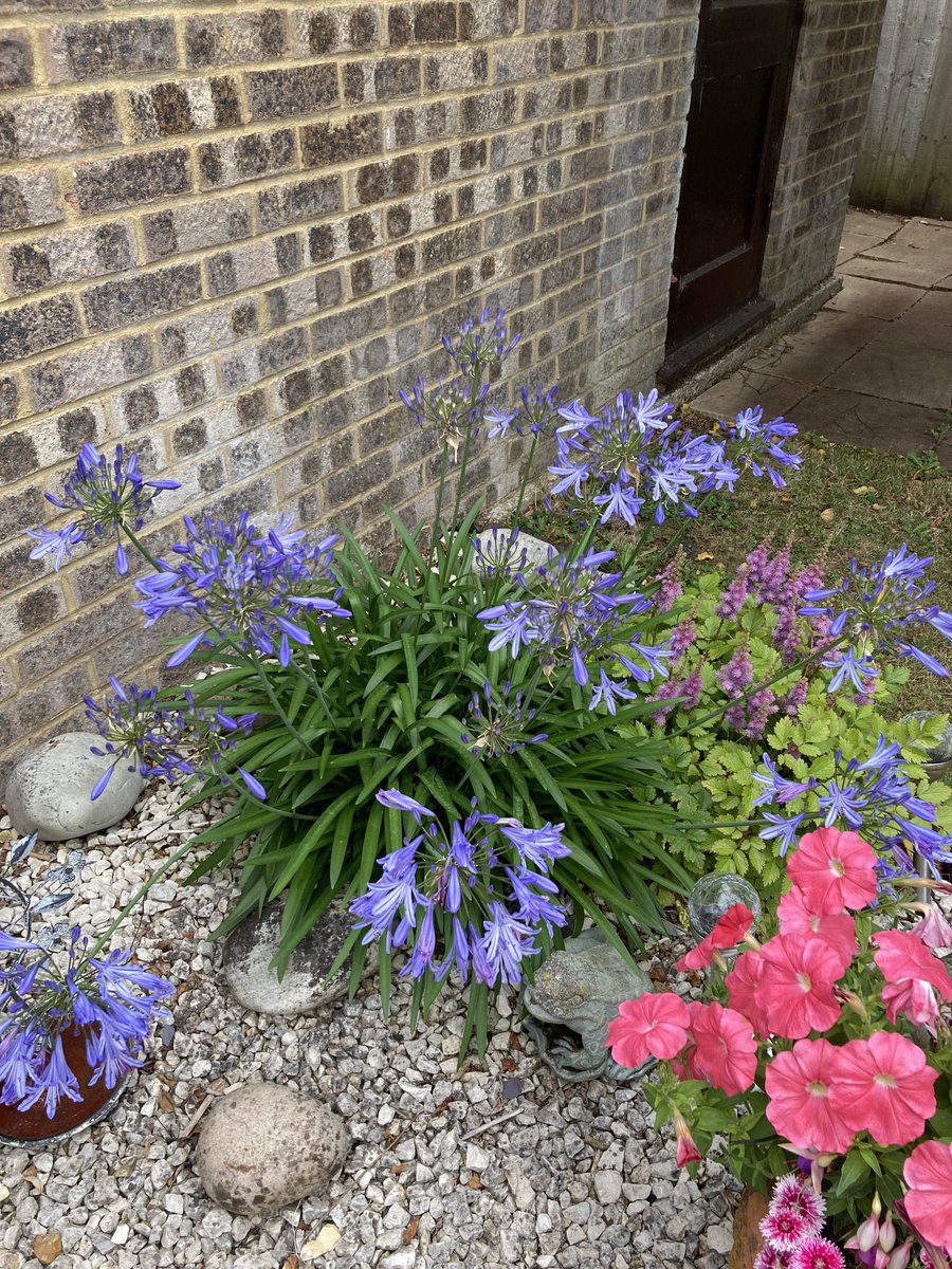 So pleased with how the flowers are turning out. Lavish attention and you get the rewards 😎👍