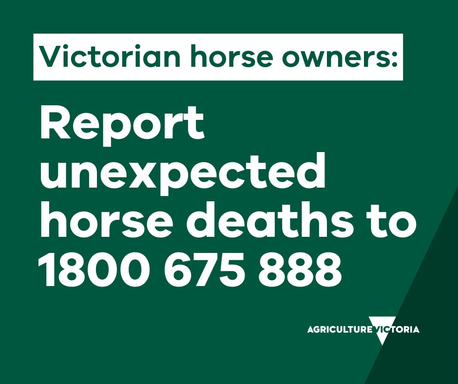 Our investigation into unexpected horse deaths in Victoria is underway.
Report horse deaths to 1800 675 888 to help our investigation. agriculture.vic.gov.au/horses