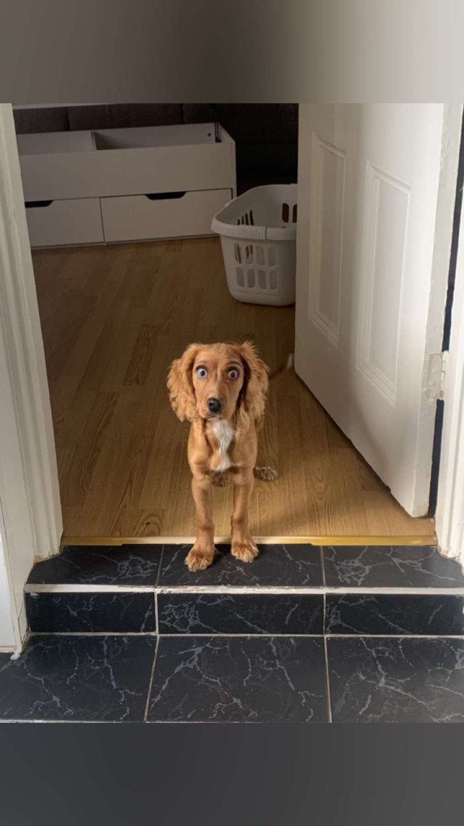 Proxynth tweet media