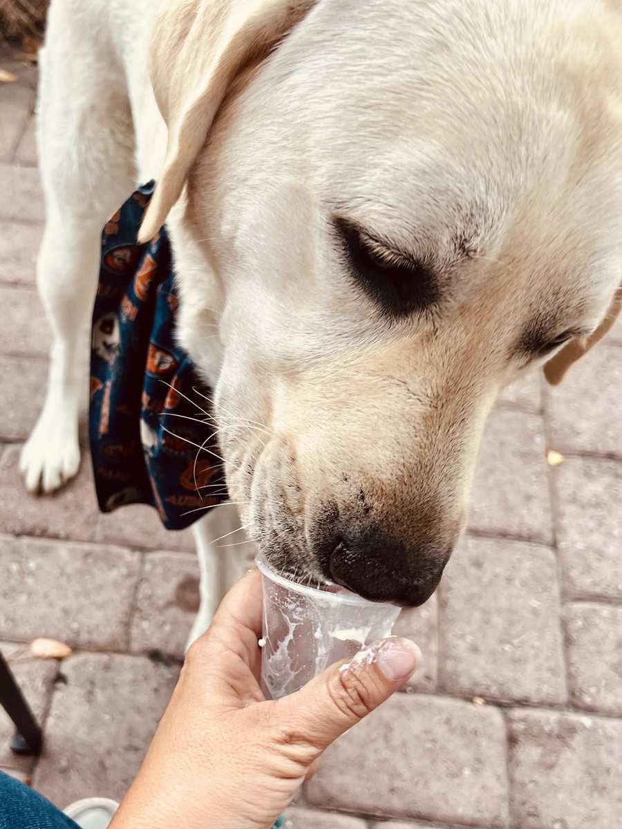 Happy #NationalIceCreamDay! Big shoutout to businesses that offer pup cups to our 4-legged family members!
#HP4Ws #sundayvibes