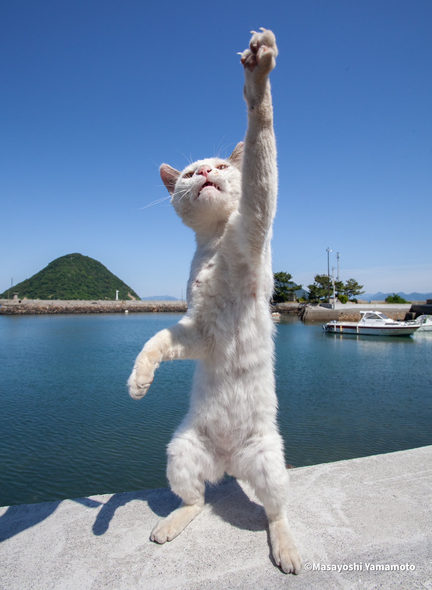数量限定激安 デストロイア猫神様 専用 - sga-tn.com