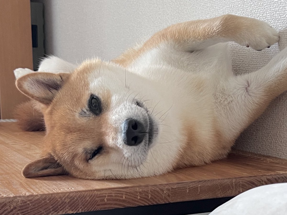 Shiba Inu's wink