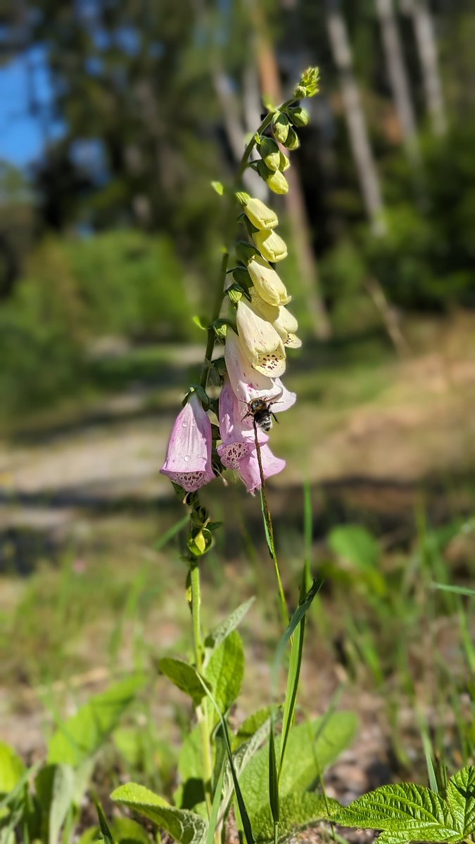 une_orchidee's tweet photo. La Suède en été 💛🇸🇪 Que du bonheur pour les amateurs de nature... 1/2 #Suede #Sweden https://t.co/fLVyU70cSn