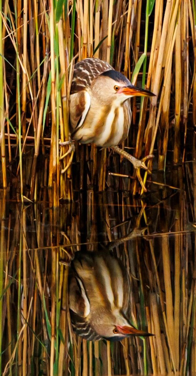 Tareeq Iqbal Mohammed (@tareeqiqbalmohd) on Twitter photo Legs spread out and Reflection.
Little Bittern.
#Kuwait <a href="/kuwaittimesnews/">KUWAIT TIMES</a>
<a href="/thetimesq8/">The Times Kuwait</a> <a href="/Alshaheedpark/">Al Shaheed Park</a>
@natgeowild <a href="/NatGeoPhotos/">Nat Geo Photography</a>
<a href="/IndiAves/">IndiAves</a>
<a href="/Lightroom/">Adobe Lightroom</a>
<a href="/NatureattheBest/">Nature at the Best</a>
<a href="/naturelovers/">Nature Lovers</a> <a href="/climactivist/">Climactivist</a>
<a href="/Britnatureguide/">The British Nature Guide</a>
<a href="/ThePhotoHour/">#ThePhotoHour</a>
<a href="/DavidMariposa1/">David</a>
<a href="/a_london_pigeon/">a_london_pigeon</a> <a href="/stormcabbirds/">stormcabbirds</a>
<a href="/Avibase/">Avibase (Denis Lepage)</a> Legs spread out and Reflection.
Little Bittern.
#Kuwait <a href="/kuwaittimesnews/">KUWAIT TIMES</a>
<a href="/thetimesq8/">The Times Kuwait</a> <a href="/Alshaheedpark/">Al Shaheed Park</a>
@natgeowild <a href="/NatGeoPhotos/">Nat Geo Photography</a>
<a href="/IndiAves/">IndiAves</a>
<a href="/Lightroom/">Adobe Lightroom</a>
<a href="/NatureattheBest/">Nature at the Best</a>
<a href="/naturelovers/">Nature Lovers</a> <a href="/climactivist/">Climactivist</a>
<a href="/Britnatureguide/">The British Nature Guide</a>
<a href="/ThePhotoHour/">#ThePhotoHour</a>
<a href="/DavidMariposa1/">David</a>
<a href="/a_london_pigeon/">a_london_pigeon</a> <a href="/stormcabbirds/">stormcabbirds</a>
<a href="/Avibase/">Avibase (Denis Lepage)</a>