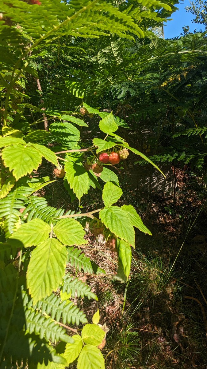 une_orchidee's tweet photo. La cueillette en forêt est juste un pur délice ! On trouve des petits fruits partout dans la forêt sur l'archipel de Stockholm 🇸🇪 #Sweden #Suede https://t.co/a7gifslY4X