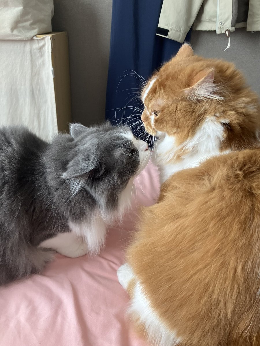ririss_n's tweet photo. ２匹ともイカ耳！
#猫好きさんと繋がりたい 
#猫多頭飼い
 #猫のいる暮らし 
#ラガマフィン 
#スコティ��シュフォールド https://t.co/67b77pxXRG