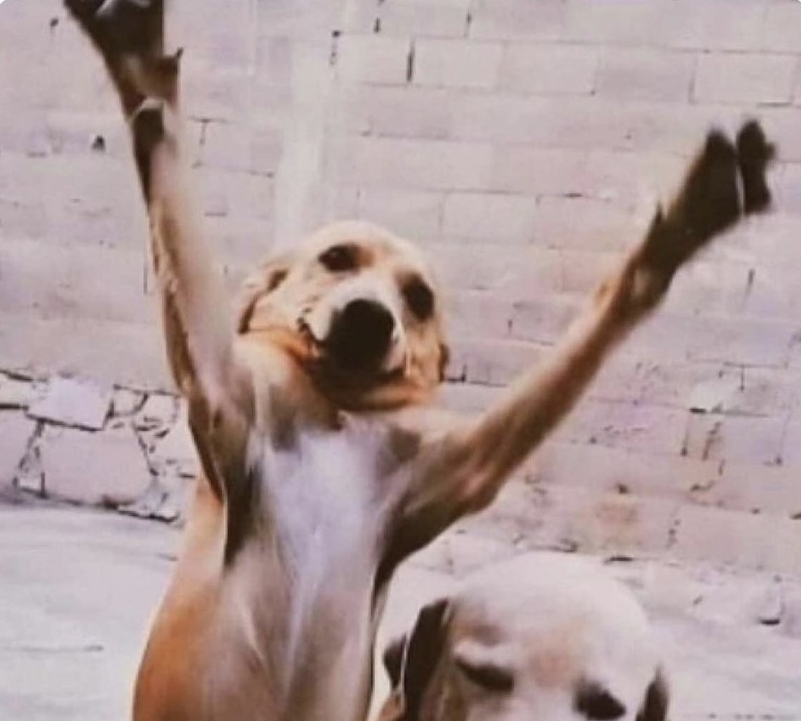 “Con ese carácter no te va a querer nadie”

Mi perro cuando me ve: