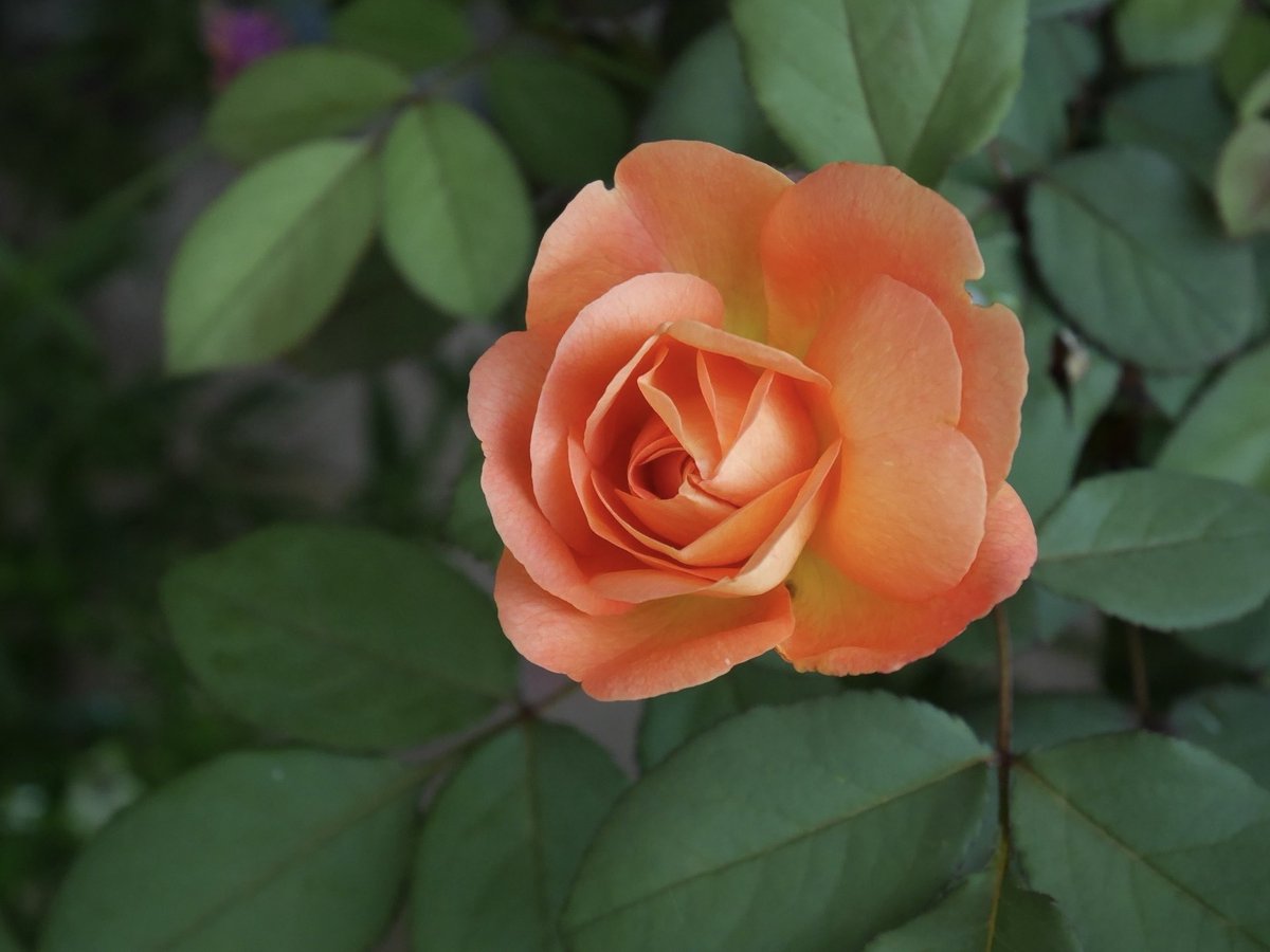rose_runner's tweet photo. おはようございます
今朝のお庭より
#レディエマハミルトン
連休３日目はのんびり
家の掃除ときどき庭くらいに過ごします
#LadyEmmaHamilton
#バラ https://t.co/uUZs4iYL20
