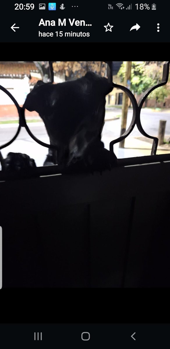 estrella1330's tweet photo. Por las calles Jujuy,Balcarce,Manuel Ocampo cerca del hospital Evita de Lanus Oeste,anda merodeando este perrito negro bien cuidado,parece q tiene dueño,cada vecino que entra a su casa quiere entrar también aquí le dejo la foto,perdón es de noche no se ve bien https://t.co/FEhzzEZ61N