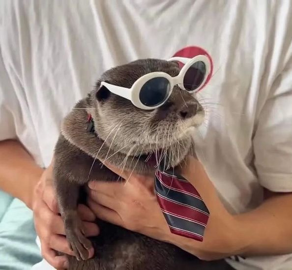 otterhonk's tweet photo. two very cool otters with very cool gnf clout goggles https://t.co/YkbDtdqBaR