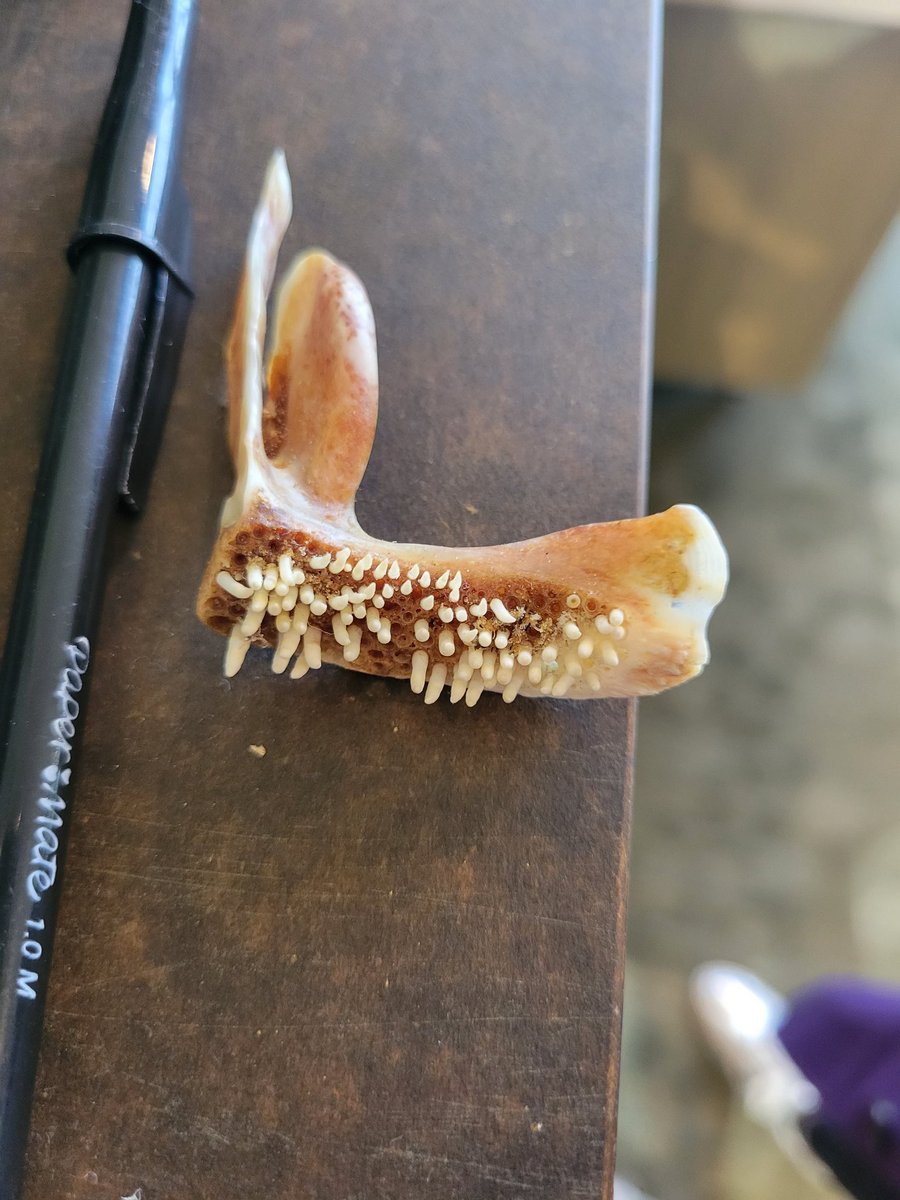 annihilaity's tweet photo. Somebody brought me what looks like a fish jaw of some kind thinking it was a shark. Found in FL. Can anyone help ID?

CC @soFISHtication https://t.co/CUUy7SYyJs