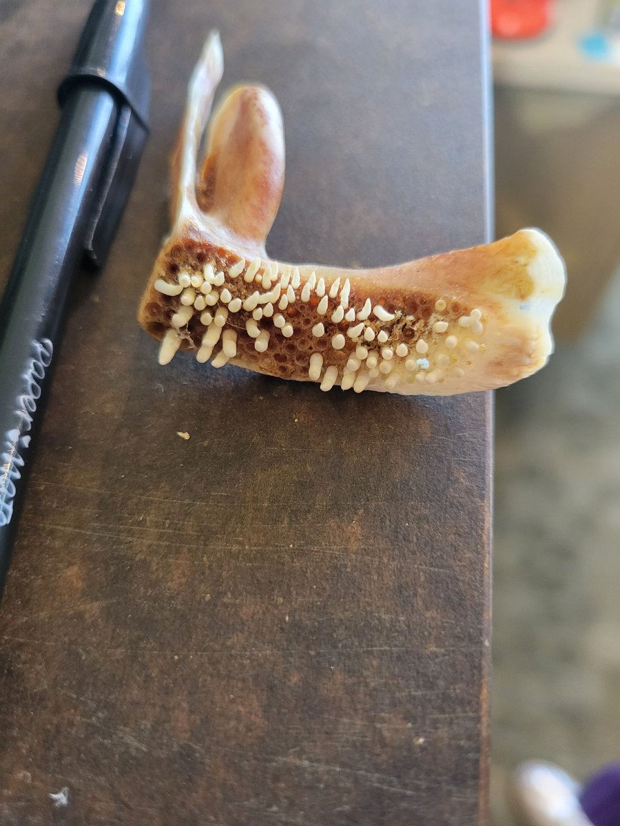 annihilaity's tweet photo. Somebody brought me what looks like a fish jaw of some kind thinking it was a shark. Found in FL. Can anyone help ID?

CC @soFISHtication https://t.co/CUUy7SYyJs