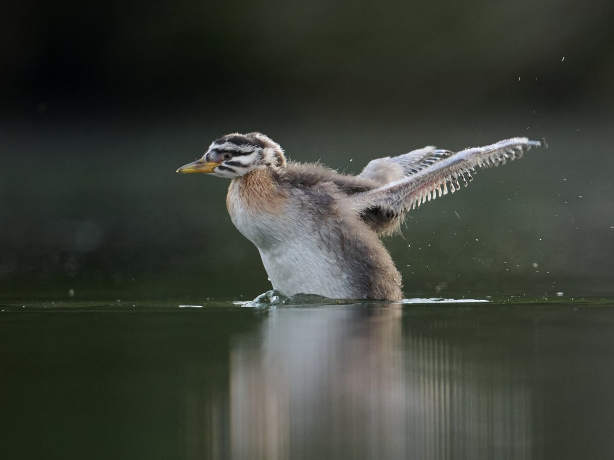 BazzasPhotoLife's tweet photo. 𝐑𝐞𝐝-𝐧𝐞𝐜𝐤𝐞𝐝 𝐠𝐫𝐞𝐛𝐞𝐭𝐭𝐞 testing its wings that are still not perfectly baked.

𝐂𝐨𝐨𝐥 𝐟𝐚𝐜𝐭: The young may be fed by the parents for up to 54 days after fledging, and can fly at 50–70 days.

#OntarioWildlife #Grebe #Urbanwildlife https://t.co/G4t6AuKfOu