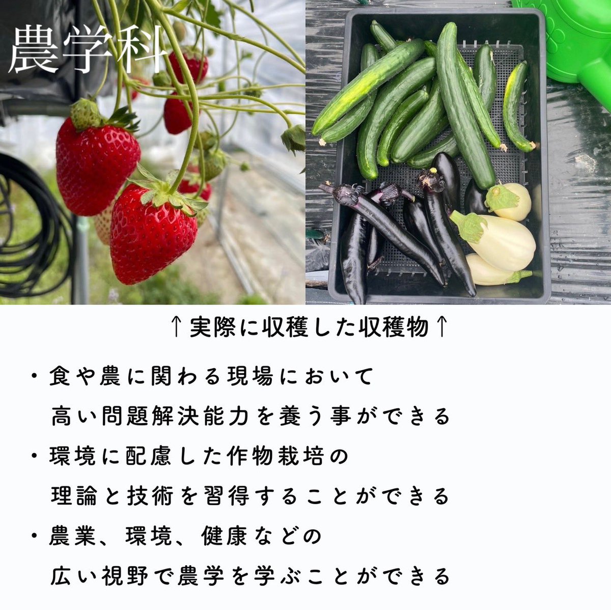 adsp_ru_seta's tweet photo. こんにちは！
アドミッションサポーターです！🚩

学部紹介最後は農学部です👨‍🌾
#龍谷大学瀬田キャンパス
#農学部 https://t.co/PLuyAROVQp
