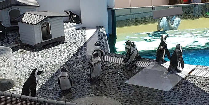 とにかく日陰に入りたいペンギンが1番印象深いです