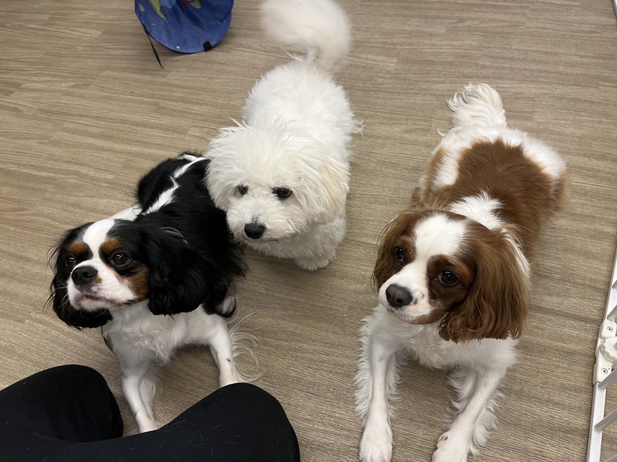 maco1001's tweet photo. 集中だワン🐶🐶

#キャバリア #伏せ #集中 https://t.co/xwiuIADxRE