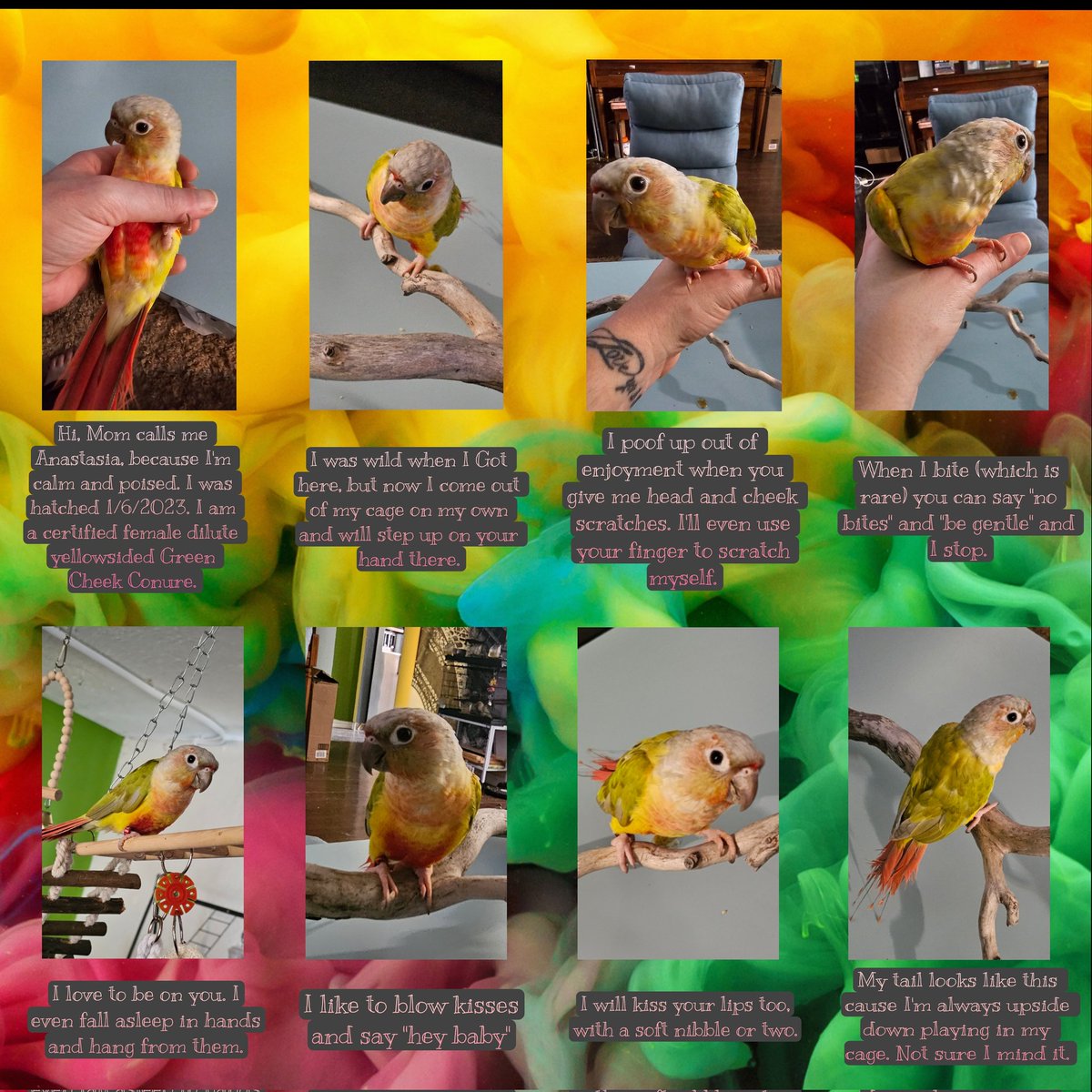 bossssbirds's tweet photo. Meet Anastasia #adoptables #AdoptMePets #bird https://t.co/9IALu9RXw6