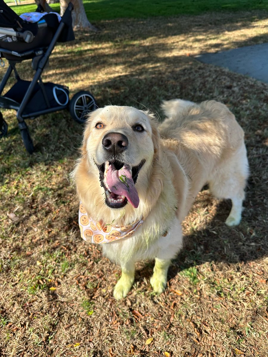 Another amazing weekend in the books!

We enjoyed the sun, went to the beach (!!), rolled around in the fresh cut grass at the park (😈), got all cleaned up and are now pooped!

Exercise -> Family Time -> Hygiene

That’s one complete weekend!  

#dogsoftwitter #goldenretriever