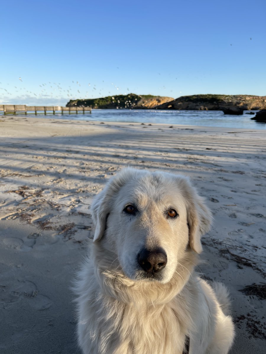 Avis turns 7! 🥳🥳Avis is one of our education dogs; she loves playing in the mud but luckily also enjoys being pampered! This month we are celebrating her 7th birthday 🥳🐶🐧